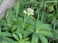 Astrantia major 17, Groot sterrenscherm, Saxifraga-Peter Meininger