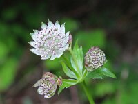 Astrantia major 18, Groot sterrenscherm, Saxifraga-Jeroen Willemsen