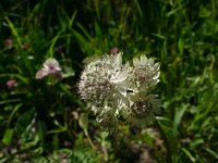 Astrantia major 19, Groot sterrenscherm, Saxifraga-Dirk Hilbers