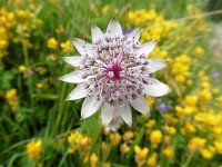 Astrantia major 20, Groot sterrenscherm, Saxifraga-Simone van Velzen