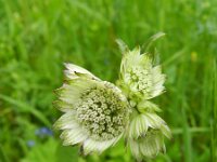 Astrantia major 21, Groot sterrenscherm, Saxifraga-Rutger Barendse