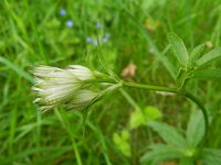 Astrantia major 22, Groot sterrenscherm, Saxifraga-Rutger Barendse