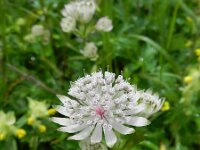 Astrantia major 23, Groot sterrenscherm, Saxifraga-Rutger Barendse