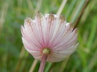 Astrantia major 24, Groot sterrenscherm, Saxifraga-Rutger Barendse