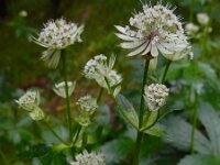 Astrantia major 25, Groot sterrenscherm, Saxifraga-Ed Stikvoort