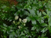 Astrantia major 26, Groot sterrenscherm, Saxifraga-Ed Stikvoort