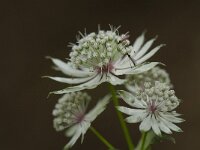 Astrantia major 7, Groot sterrenscherm, Saxifraga-Willem van Kruijsbergen