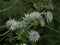 Astrantia major 8, Groot sterrenscherm, Saxifraga-Willem van Kruijsbergen