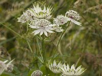 Astrantia major 9, Groot sterrenscherm, Saxifraga-Willem van Kruijsbergen