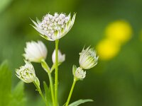 Astrantia m.ssp.carinthiaca-Doldengewachs