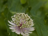 Astrantia  Astrantia major s.s.p. Carinthiaca