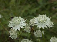 Astrantia major ssp involucrata 15, Saxifraga-Willem van Kruijsbergen