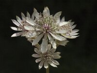 Astrantia major ssp major 1, Groot sterrenscherm, Saxifraga-Jan van der Straaten