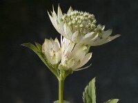 Astrantia major ssp major 2, Groot sterrenscherm, Saxifraga-Jan van der Straaten