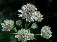 Astrantia major ssp major 3, Groot sterrenscherm, Saxifraga-Jan van der Straaten