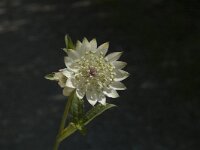 Astrantia major ssp major 4, Groot sterrenscherm, Saxifraga-Jan van der Straaten