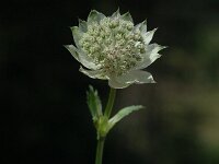 Astrantia major ssp major 5, Groot sterrenscherm, Saxifraga-Jan van der Straaten