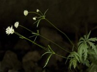 Astrantia minor 2, Saxifraga-Willem van Kruijsbergen