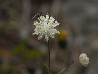 Astrantia minor 3, Saxifraga-Willem van Kruijsbergen