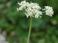 Athamanta cretensis 2, Saxifraga-Jan van der Straaten