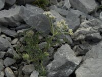 Athamanta cretensis 3, Saxifraga-Willem van Kruijsbergen