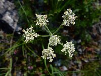 Athamanta cretensis 4, Saxifraga-Ed Stikvoort