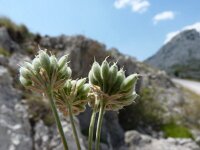 Athamanta haynaldii 2, Saxifraga-Jasenka Topic
