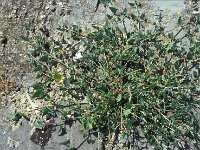 Atriplex glabriuscula 1, Kustmelde, Saxifraga-Piet Zomerdijk