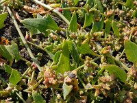 Atriplex glabriuscula 10, Kustmelde, Saxifraga-Ed Stikvoort