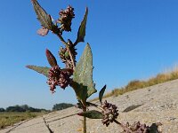 Atriplex glabriuscula 11, Kustmelde, Saxifraga-Ed Stikvoort