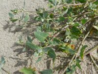 Atriplex glabriuscula 3, Kustmelde, Saxifraga-Rutger Barendse