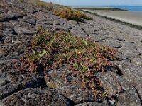 Atriplex glabriuscula 5, Kustmelde, Saxifraga-Ed Stikvoort