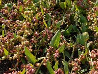 Atriplex glabriuscula 6, Kustmelde, Saxifraga-Ed Stikvoort