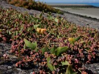 Atriplex glabriuscula 7, Kustmelde, Saxifraga-Ed Stikvoort
