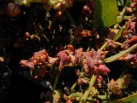 Atriplex glabriuscula 8, Kustmelde, Saxifraga-Ed Stikvoort