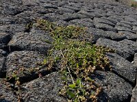 Atriplex glabriuscula 9, Kustmelde, Saxifraga-Ed Stikvoort