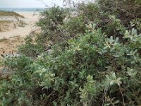 Atriplex halimus 3, Saxifraga-Ed Stikvoort