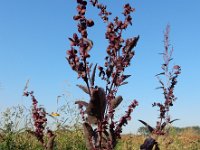 Atriplex hortensis var rubra 10, Tuinmelde, Saxifraga-Ed Stikvoort