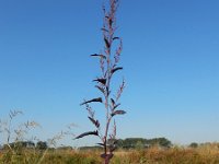 Atriplex hortensis var rubra 11, Tuinmelde, Saxifraga-Ed Stikvoort