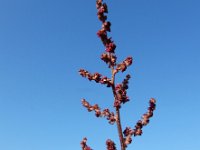 Atriplex hortensis var rubra 14, Tuinmelde, Saxifraga-Ed Stikvoort