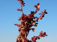 Atriplex hortensis var rubra 15, Tuinmelde, Saxifraga-Ed Stikvoort