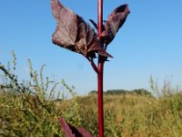 Atriplex hortensis var rubra 8, Tuinmelde, Saxifraga-Ed Stikvoort