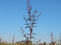 Atriplex hortensis var rubra 9, Tuinmelde, Saxifraga-Ed Stikvoort