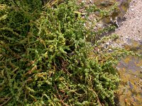 Atriplex littoralis 3, Strandmelde, Saxifraga-Peter Meininger