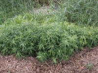Atriplex littoralis 4, Strandmelde, Saxifraga-Peter Meininger