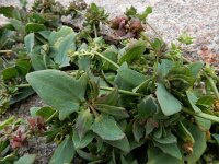 Atriplex longipes 11, Gesteelde spiesmelde, Saxifraga-Ed Stikvoort : schijngenadekruid Hemelrijckse Waard