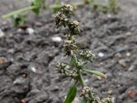 Atriplex longipes 12, Gesteelde spiesmelde, Saxifraga-Ed Stikvoort : gesteelde spiesmelde gg Sloehaven s9900