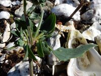 Atriplex longipes 14, Gesteelde spiesmelde, Saxifraga-Ed Stikvoort : gesteelde spiesmelde gg Sloehaven s9900