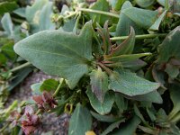 Atriplex longipes 15, Gesteelde spiesmelde, Saxifraga-Ed Stikvoort : schijngenadekruid Hemelrijckse Waard