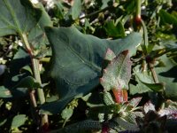 Atriplex longipes 2, Gesteelde spiesmelde, Saxifraga-Ed Stikvoort : gesteelde spiesmelde gg Sloehaven s9900
